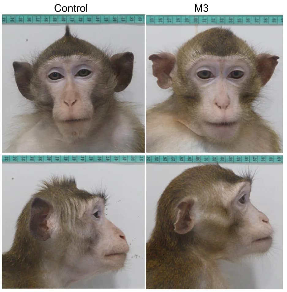 Open access visualization of Photo, Head and face photos, Monkey