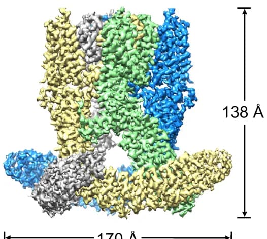 Open access visualization of Protein Structure, EM Density Maps, dTRPA1-A, States, Subunits