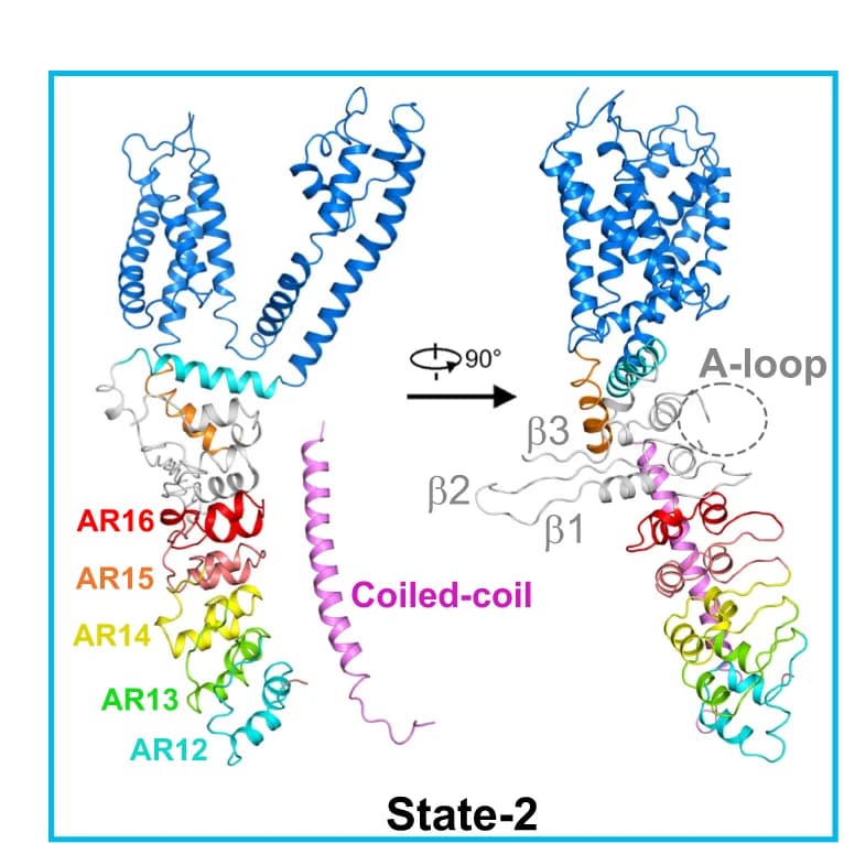 Open access visualization of Protein Structure, Subunit Structure, dTRPA1-A, State-2, ARs