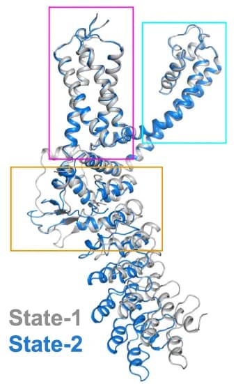 Open access visualization of Protein Structure, dTRPA1-A, Monomer, Structure