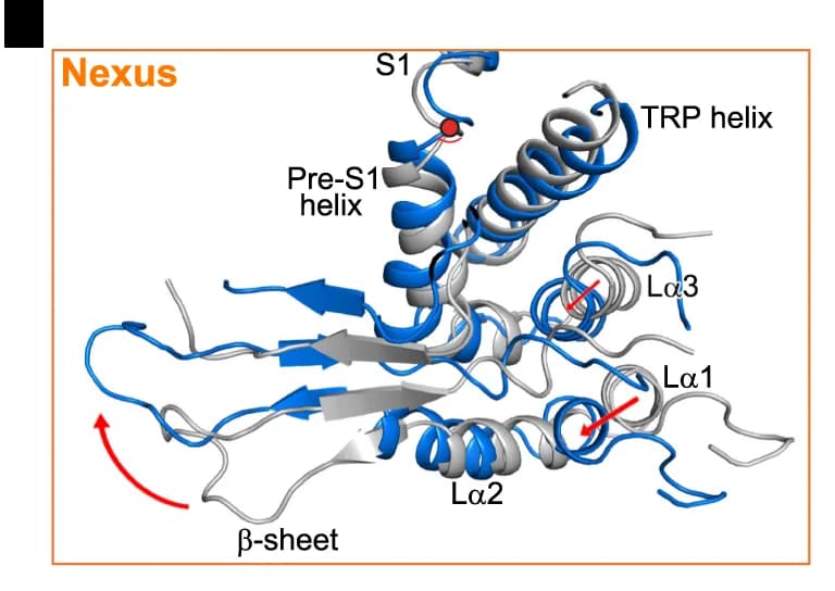 Open access visualization of Protein Structure, dTRPA1-A, Pore Region, Selectivity Filter, Gate