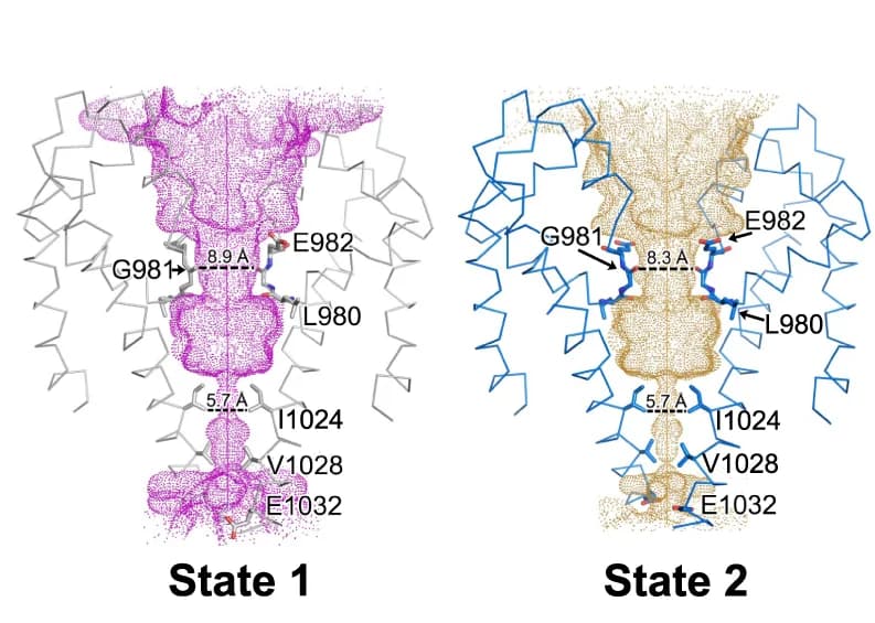 Open access visualization of Protein Structure, dTRPA1-A, Pore, Subunits, Gate