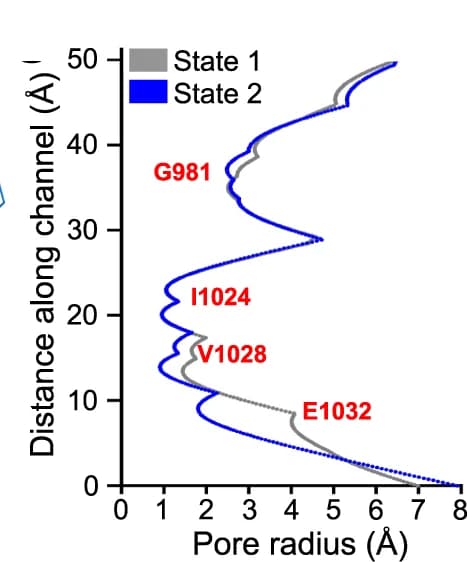 Open access visualization of Line Plot, Pore Radius, Channel, Gate, Structure