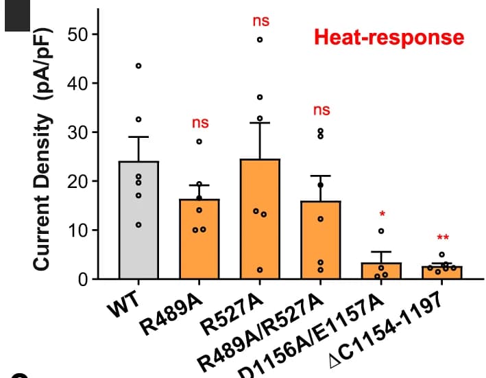 Open access visualization of Bar Plot, Error Bars, Scatter Plot, Heat-induced current densities, WT dTRPA1-A