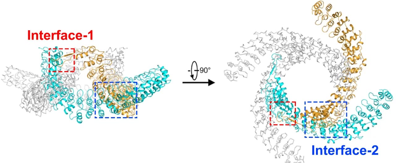 Open access visualization of Protein Structure, dTRPA1-A state-1 structure, Cytosolic Domain, Subunits, Interface-1