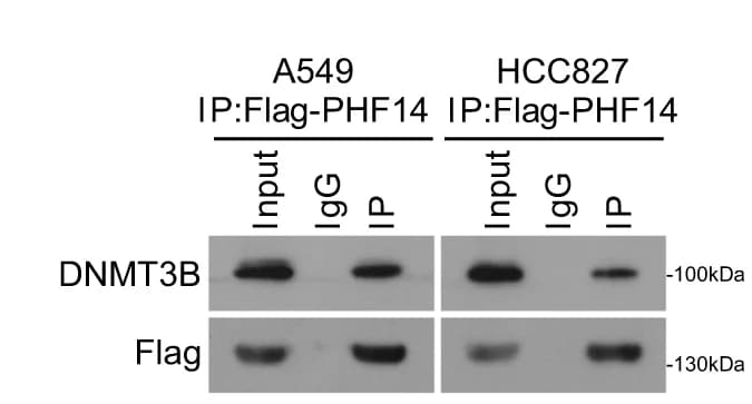 Open access visualization of Gel, Immunoprecipitation assays, PHF14, DNMT3B, LAD cells