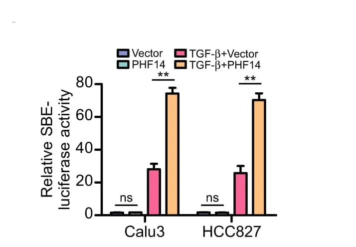 Open access visualization of Bar Plot, Error Bars, Clustered, SBE-luciferase activity, TGF-β signaling