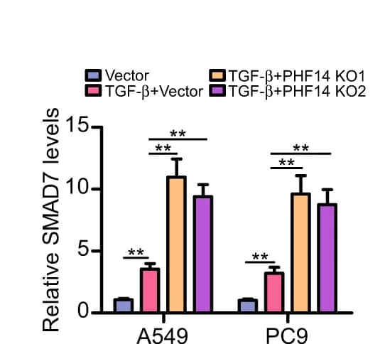 Open access visualization of Bar Plot, Error Bars, Clustered, qPCR analysis, PHF14