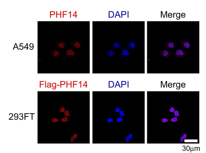 Open access visualization of Microscopy, PHF14, A549 Cells, 293FT Cells, Subcellular Localization