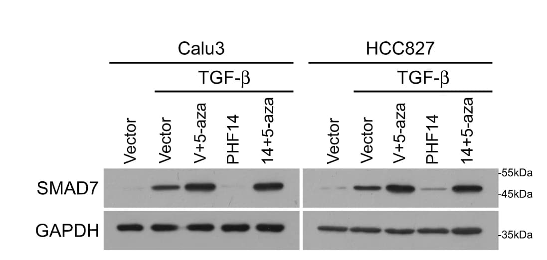 Open access visualization of Gel, qPCR, Western Blot, mRNA, Protein Levels