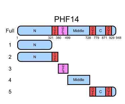 Open access visualization of Illustration, PHF14 Protein