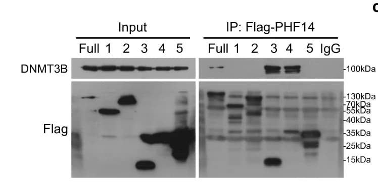 Open access visualization of Gel, DNMT3B, PHF14 Protein, Co-IP assays, 293FT Cells