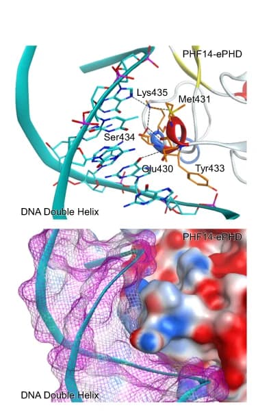 Open access visualization of Protein Structure, Chemical Structure, PHF14 ePHD Domain, DNA Helix, Protein-DNA Interaction