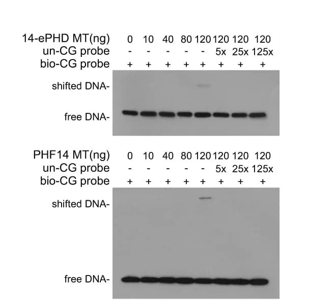 Open access visualization of Gel, PHF14 ePHD Domain, PHF14 Protein, Oligonucleotides Probes, EMSA