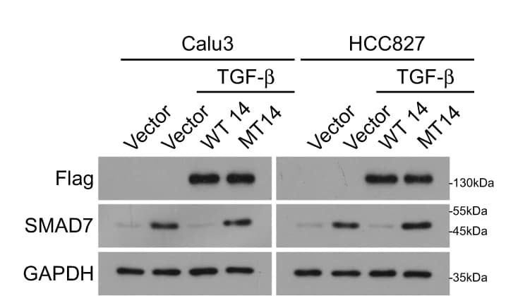 Open access visualization of Gel, WB, qPCR Analysis, PHF14 Protein, SMAD7