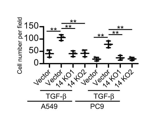 Open access visualization of Error Bars, Invasion Assays, A549 Cells, PC9 Cells, Transwell Assays