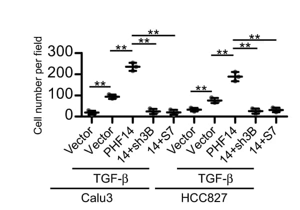 Open access visualization of Bar Plot, Error Bars, Invasion Assays, Calu3 Cells, HCC827 Cells