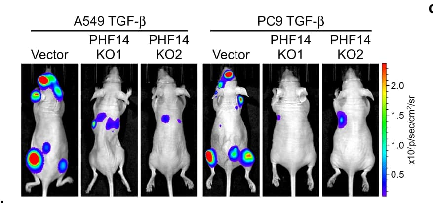 Open access visualization of Microscopy, Photo, TGF-1, PHF14, A549 Cells