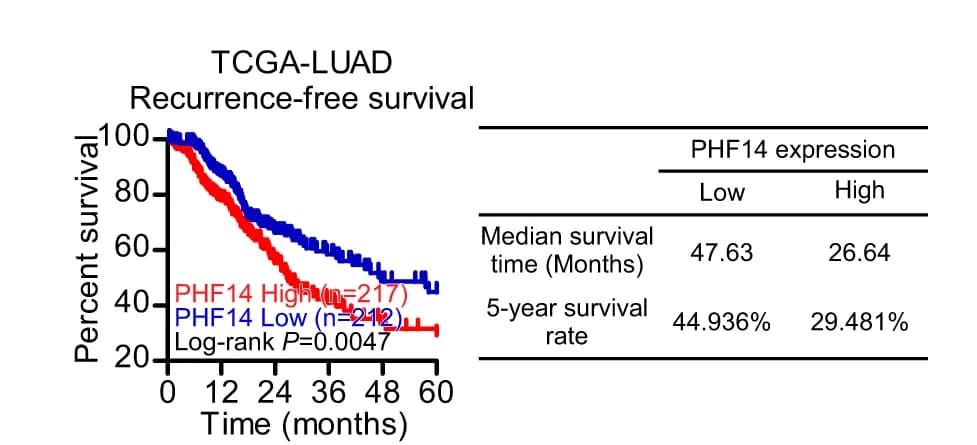 Open access visualization of Survival Curve, Table Image, Kaplan-Meier Analysis, Recurrence-Free Survival, LAD Patients