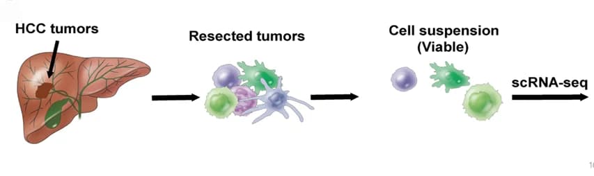 Open access visualization of Workflow, Illustration, scRNA-seq analysis, HCC, Single cells