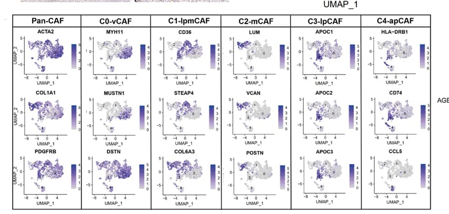 Open access visualization of Scatter Plot, UMAP, UMAP Plots, Marker Genes, CAF Clusters
