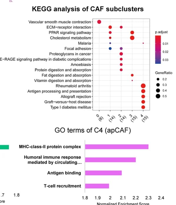 Open access visualization of Bar Plot, Scatter Plot, KEGG Analysis, CAF Subtypes