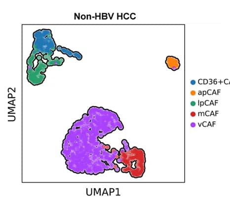 Open access visualization of Scatter Plot, UMAP, UMAP Plots, CAF Subtypes, Non-HBV