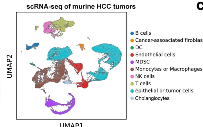Open access visualization of UMAP, Scatter Plot, Cell Types, scRNA-seq, Murine
