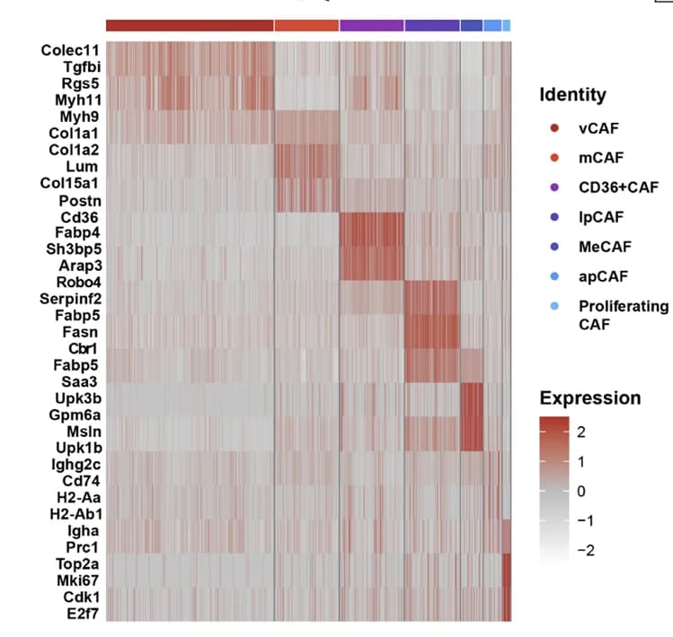 Open access visualization of Heatmap, DEGs, Wilcoxon Test, Cell Types, Murine