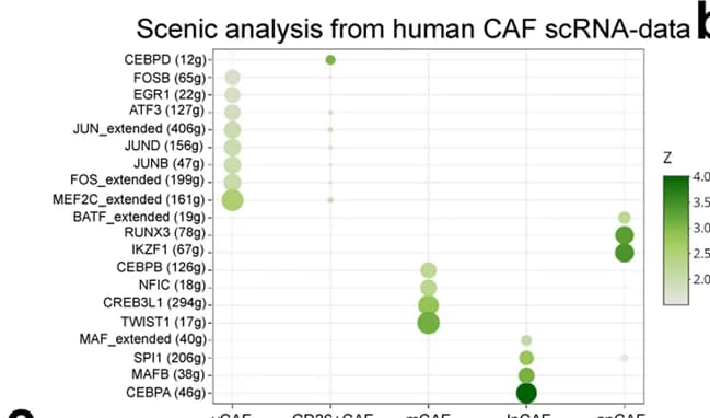 Open access visualization of Bubble Plot, Dotplot, Transcriptional Factors, Human CAF Subclusters