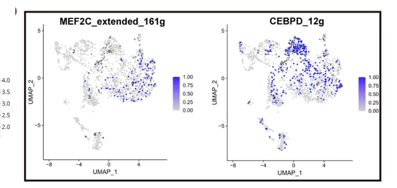 Open access visualization of UMAP, Scatter Plot, UMAP Plots, TFs, CAF Clusters