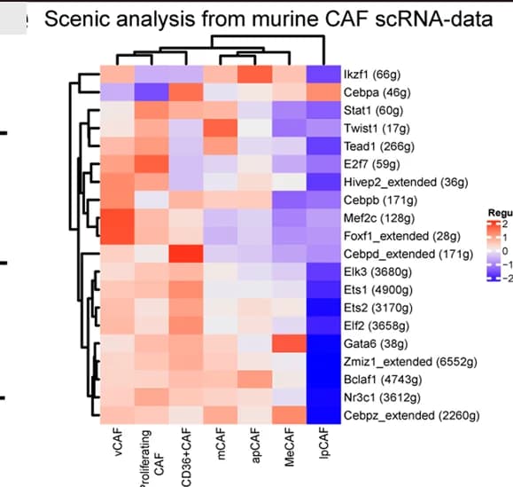 Open access visualization of Heatmap, Clustered, TFs, Murine CAF Subclusters