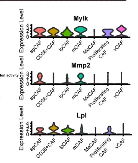 Open access visualization of Violin Plot, Violin Plots, Targeted Genes, TFs, Murine CAF Clusters