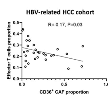Open access visualization of Scatter Plot, Regression Plot, Correlation, CD36+ CAFs, Effector CD8+ T cells