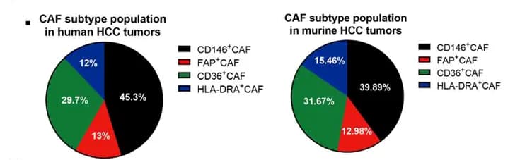 Open access visualization of Pie Chart, Flow Cytometry, CAF subtypes, HCC tumors