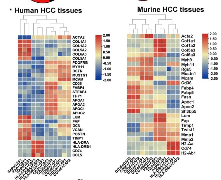 Open access visualization of Heatmap, Clustered, Gene Markers, CAF subtypes, HCC tumors
