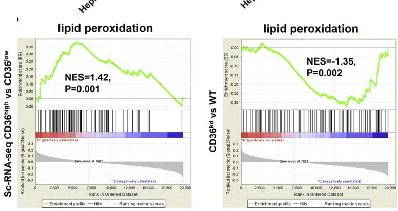 Open access visualization of Line Plot, Bar Plot, GSEA, Enriched Pathways, CD36 High