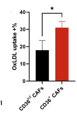 Open access visualization of Bar Plot, Error Bars, OxLDL Uptake, Lipid Peroxidation, CD36 + CAFs