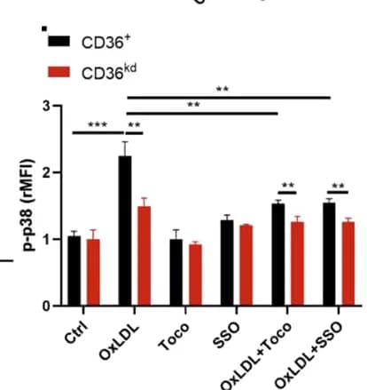 Open access visualization of Bar Plot, Error Bars, Clustered, CD36 + CAFs, CD36 kd CAFs
