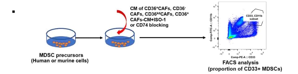 Open access visualization of Scatter Plot, Workflow, MDSC, CD36+ CAFs, CD36- CAFs