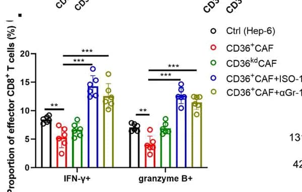 Open access visualization of Bar Plot, Error Bars, Scatter Plot, CD8+ T Cells, HCC Model
