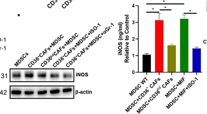 Open access visualization of Bar Plot, Error Bars, Gel, Western Blot, ELISA