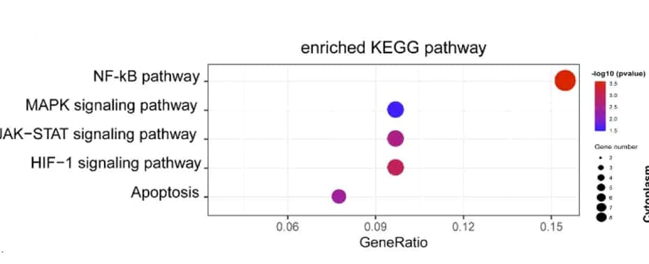 Open access visualization of Bubble Plot, GSEA, KEGG Analysis, MDSC, CD36+ CAF-CM