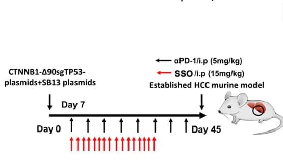 Open access visualization of Workflow, Illustration, CD36 Inhibitor, SSO, PD-1 Blockade