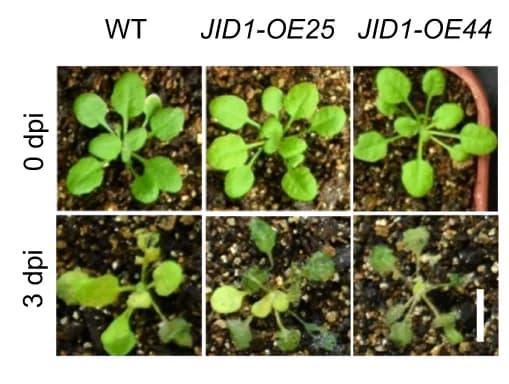 Open access visualization of Photo, Disease Symptoms, Plants