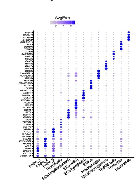 Open access visualization of Bubble Plot, Dot Plot, Gene Expression