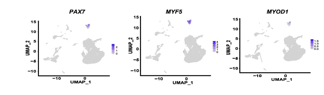 Open access visualization of UMAP, UMAP Plots, Muscle Stem/progenitor Cells