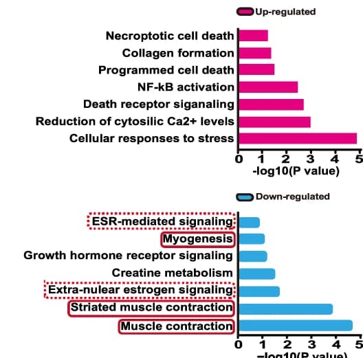Open access visualization of Bar Plot, Pathway Enrichment Analysis, Differentially Expressed Genes, Muscle Stem/progenitor Cells, Myogenesis