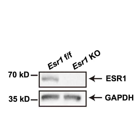 Open access visualization of Gel, Immunoblotting, Esr1, Muscle Stem Cells, GAPDH