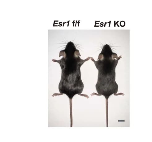 Open access visualization of Photo, Mice, Esr1